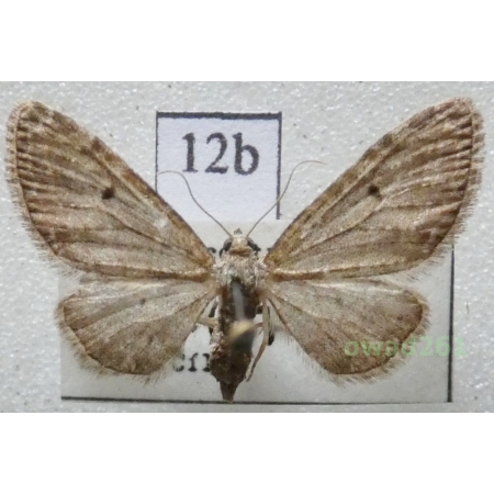 Eupithecia virgaureata Doubleday, 1861 Czech12b